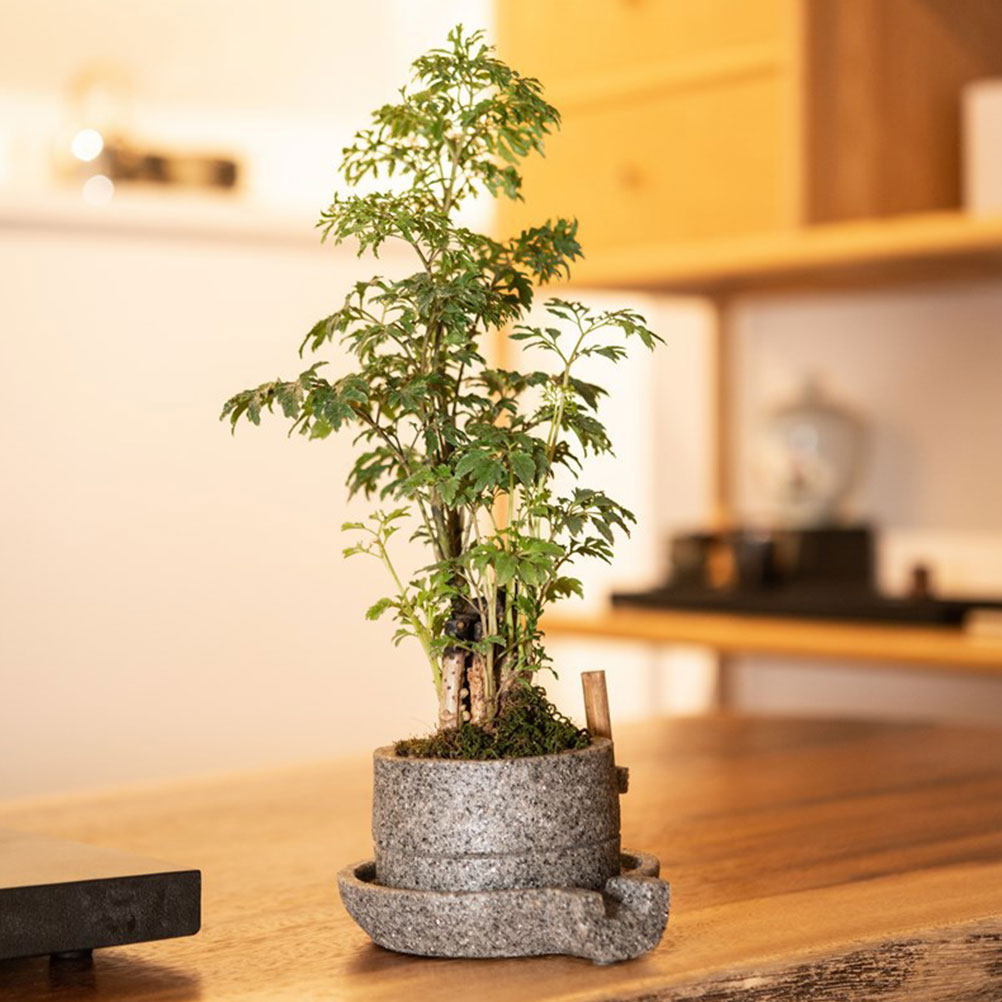 1Pcs Resin Stone Mill Planter  - Bonsai Garden Art incelemesi ve fiyatı