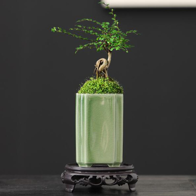 Porcelain Square Celadon Glaze - Bonsai Garden Art incelemesi ve fiyatı