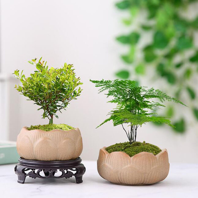 Coarse Pottery Lotus Green Pla - Bonsai Garden Art incelemesi ve fiyatı